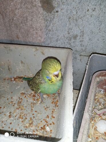 Digər quşlar: Çex cütler satılır papuqaylar təmiz qan vıstıvıcnıy vıstıvka sərgi — 27