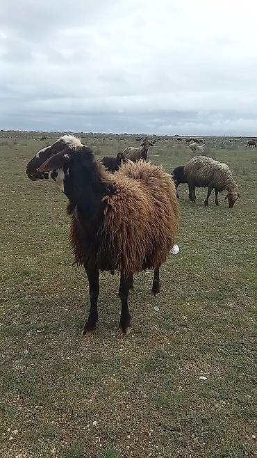 Mal-qara: Qoyun satılır – yerli qara başlı, qəhvəyi yunlu sürü heyvanı - — 6