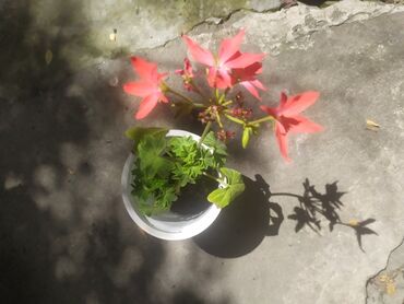 галанские розы: Продаю цветы отростки 1-3 фото : Пеларгония - стеллар - цветочки