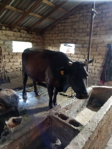 куплю корову на мясо: Продаю | Корова (самка) | Алатауская | Для молока