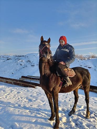 Лошади, кони: Продаю | Конь (самец) | Рабочий — 6