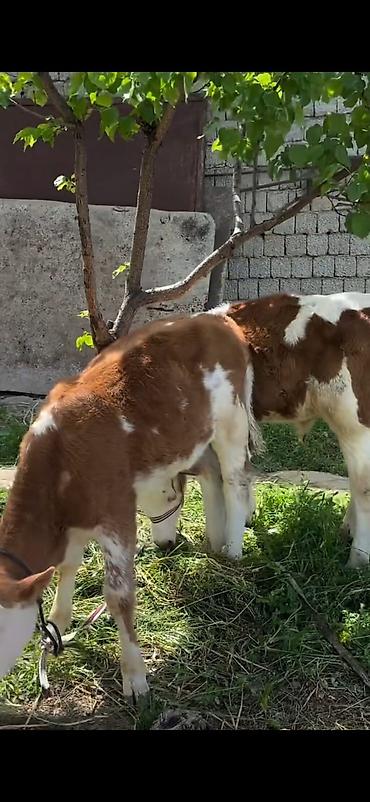 Dana, buzov: 2 baş simmental tipli dana - Növ: ətlik-südlük istiqamətli simmental — 6