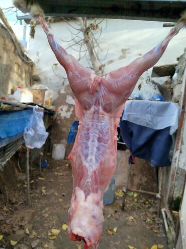 Ət: Salam temiz kaliforniya sortu🐇 dovsha eti isdeyen — 21