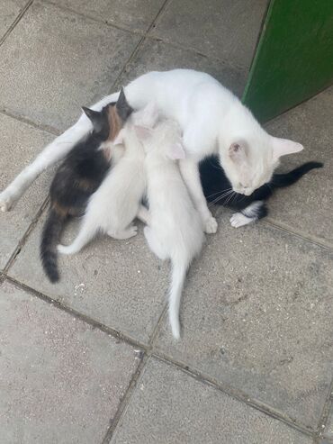 şotlant pisiyi: Dişi, Yaxşı əllərə