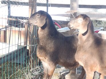Бараны, овцы: Продаю | Овца (самка) — 5