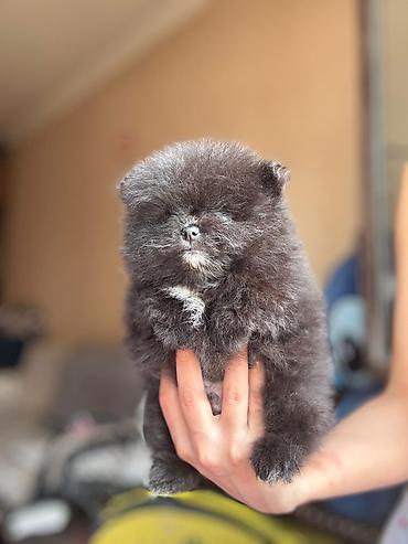 Pişiklər: Şotland — 7