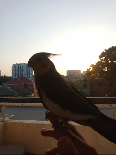 Tutuquşları: Karela papuqay 1 yaşi var insanlardan qaçmir 2 söz deyil aşkim cici — 9