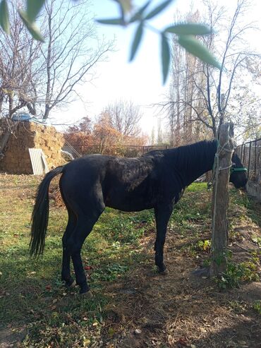 пушистый собака: Сатам | Байтал | Жумушка