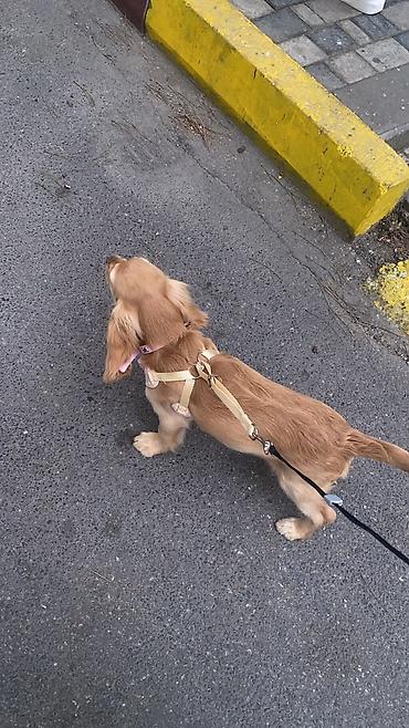pitbul dişi: Koker spaniyel, Dişi — 4