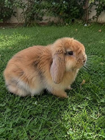 Mini lop qulaqlı dekorativ dovşan - Cins: Mini lop (aşağı sallanan lalafo.az -da Mini lop qulaqlı dekorativ dovşan - Cins: Mini lop (aşağı sallanan