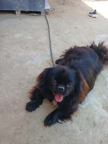 İtlər: Pekines -da lalafo.az — 1 İtlər: Pekines — 1