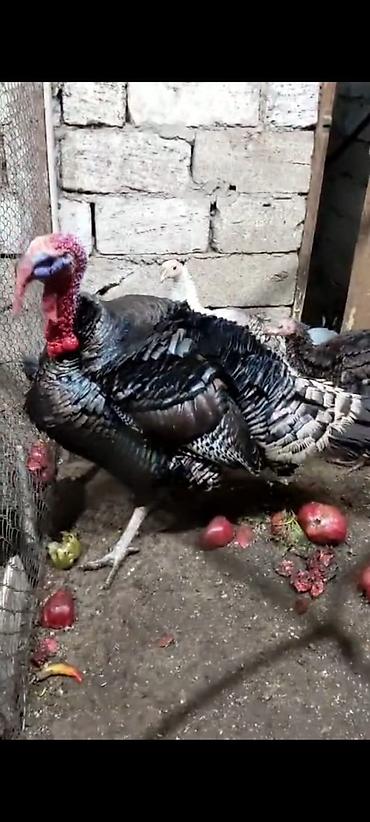 Hinduşkalar: Erkək, Damazlıq — 3