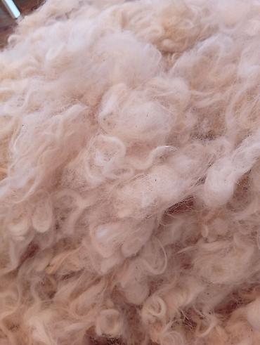 merinos qoyunu: Məhsul: Təbii qoyun yunu didilmiş yuyulmuş və işlənməmiş Təsvir: - — 1