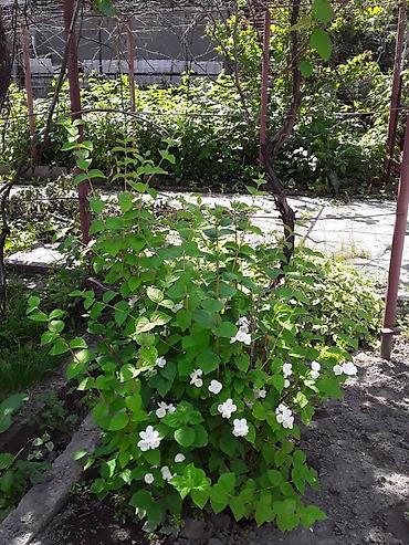 Продажа дач: Дачный дом в селе Арчалы - Участок 5 соток, огороженный двор - Дом at lalafo.kg — 3 Продажа дач: Дачный дом в селе Арчалы - Участок 5 соток, огороженный двор - Дом — 3