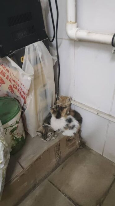 товары для кошек: Котята — домашние любимцы - На фото: трое котят разной окраски -