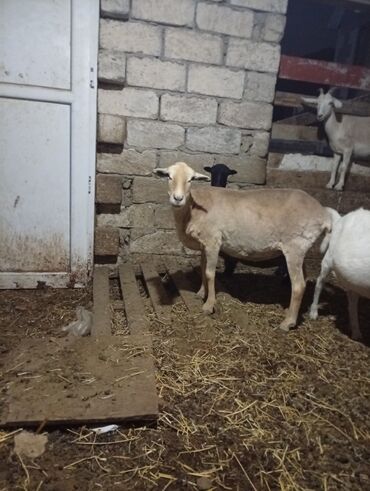 Akvarium aksessuar və ləvazimatları: Dişi, il: 2, 50 kq, Damazlıq, Ünvandan götürmə