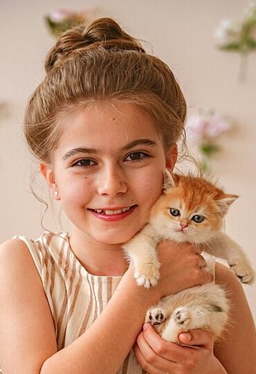 белая шотландская вислоухая кошка: Продаются чистопородные Котята Британские котята (British) Очень