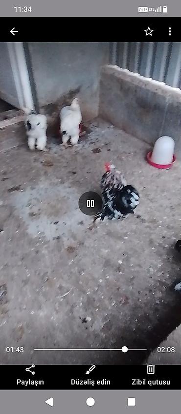 maltipo gence: Toyuq, Damazlıq, Ünvandan götürmə — 3