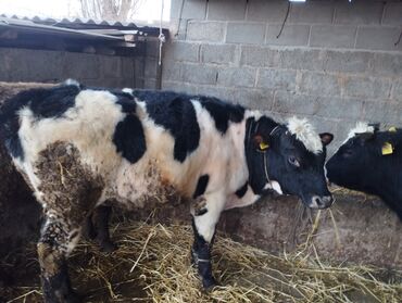 Коровы, быки: Продаю | Бык (самец) | Привязанные — 8