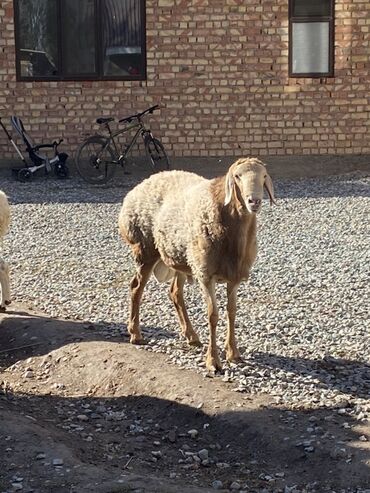 купить рабочую охотничью собаку: Продаю | Баран (самец) | Для разведения