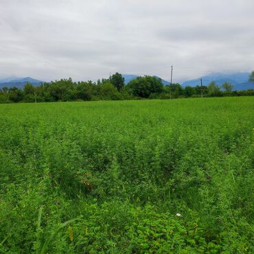 yaşma torpaq: 76 sot, Tikinti, Mülkiyyətçi, Kupça (Çıxarış)