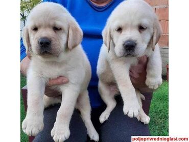kacket za pse: Labrador štenci na prodaju, stari 6 nedelja, u žutoj i crnoj boji, oba