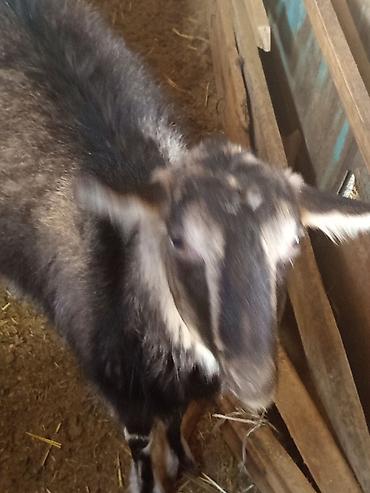 Козы, козлы: Продаю | Коза (самка) | Для разведения — 11