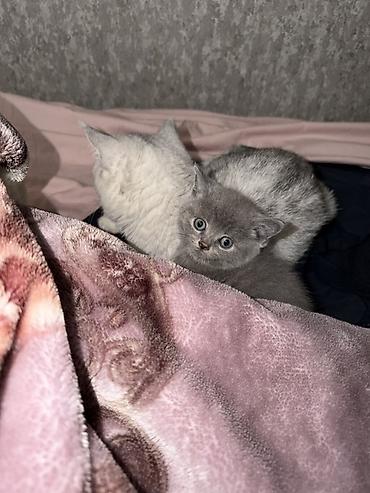 пародистые котята: Британская короткошёрстная, 1 месяц, Мальчик, Серый, Приучена к лотку — 1