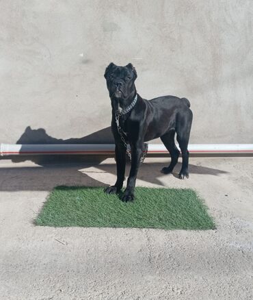 itler doberman: Kane-Korso, 6 ay, Dişi, Sənədli