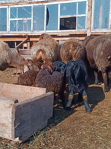 Баран, овца: Продаю | Ягненок | На забой | Племенные — 5