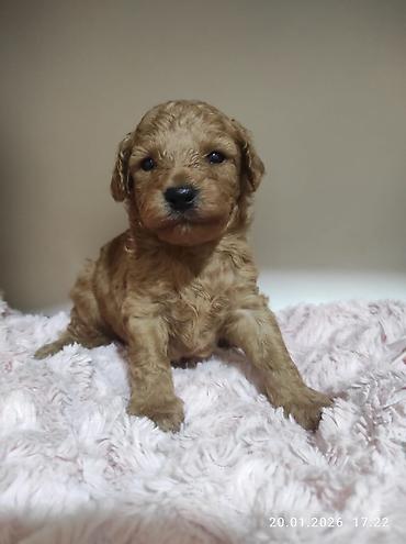 İtlər: Pudel — 29