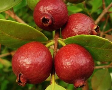 Bitki kökləri: Qırmızı feyxoa elmi adı guava gözel dadlı meyvesi olur bar verən