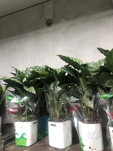 Другие комнатные растения: Комнатные растения в горшках — декоративные и фруктовые 1) Карликовый — 19