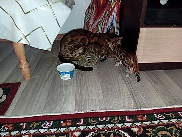 Кошки: Бенгальская, 4 месяца, Девочка, Приучена к лотку — 5