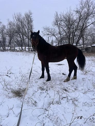 Лошади, кони: Продаю | Жеребец | Полукровка | Для разведения | Племенные — 11