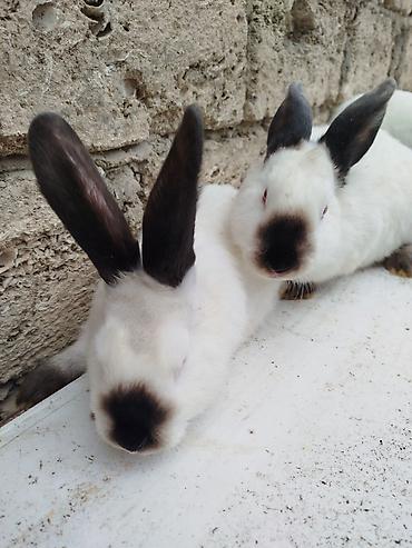 Dovşanlar: Kalfor dovsanlar temiz qan — 18