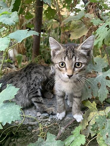 Кошки: Отдам 3-х месячных котят в хорошие руки. В лоток ходить умеют — 2