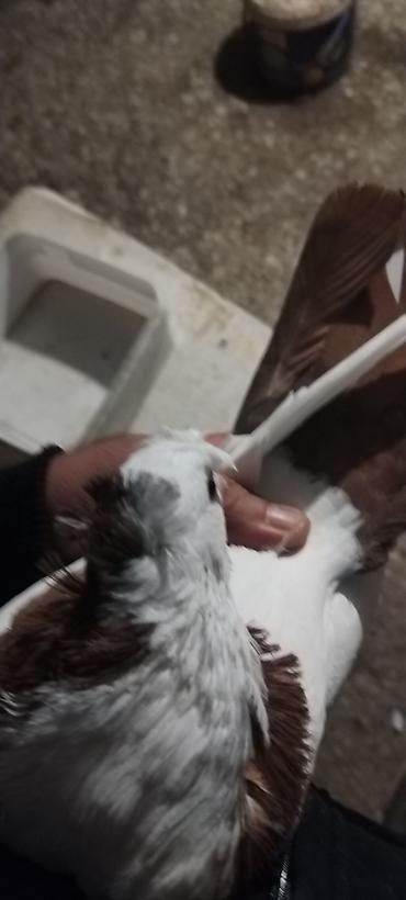 xala bala: Qirmizi boyun qoşa kekil erkey 20 manat. Qirmizi ag qanat ag bas maya — 4