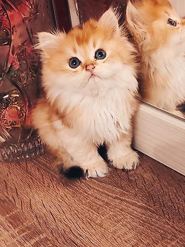золотая шиншилла котенок: Золотая шиншилла — 5
