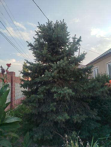 куплю дерево дуб: Ель голубая (Picea pungens) - Вид: хвойное декоративное дерево с — 1