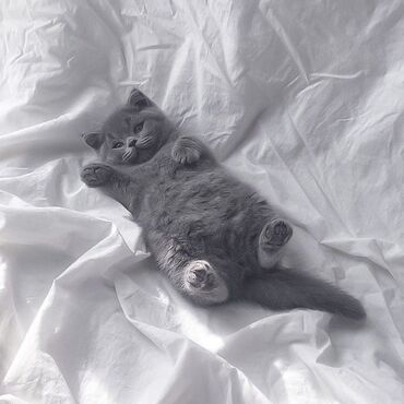 Pişiklər: Şotland, Erkək, Dişi, Ödənişli çatdırılma, Rayonlara çatdırılma — 3