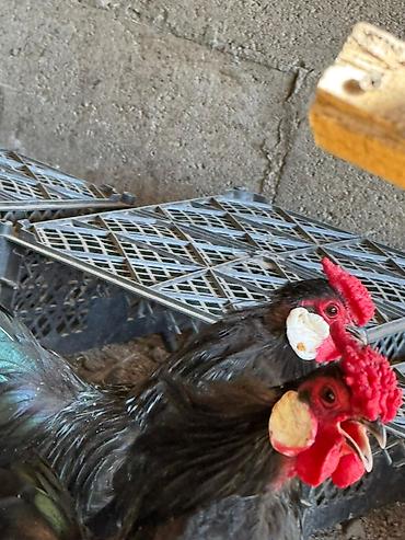 Птицы: На продажу Оптом Количество 22 штуки. Яйца несут. Возраст прошлого — 7