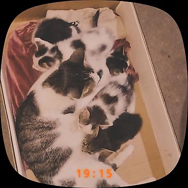 Отдам даром кошку: Котята, окрасы: бело-серый, серо-полосатый (табби). Возраст примерно — 9