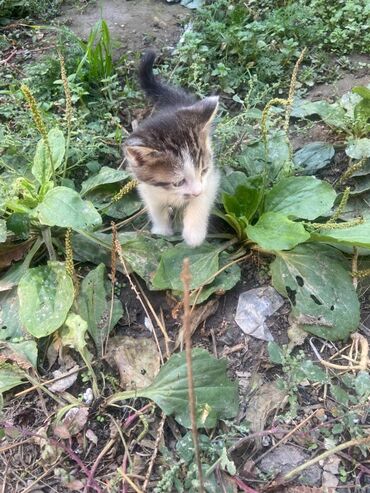 лысые кошки цена: Котята, классические домашние короткошёрстные. приученные к лотку, 1,5