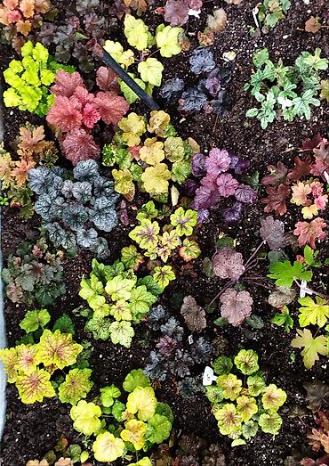 Другие садовые цветы и кустарники: Продаю гейхеру. В коллекции более 80 сортов. Звоните по тел. Вацап — 21