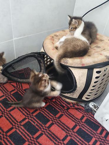 кошачий мята: Котята, домашний помет. -От золотой шиншиллы,очень красивые — 10