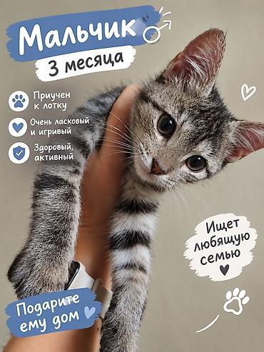 Отдам даром кошку: 3 месяца, Мальчик, Приучена к лотку — 1