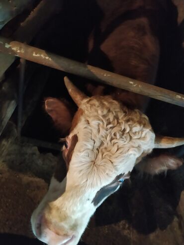 Коровы, быки: Продаю | Бык (самец)