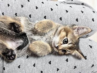 Продажа кошек: Котёнок тигрового окраса шиншилла - Полосатый котёнок с пушистой — 5