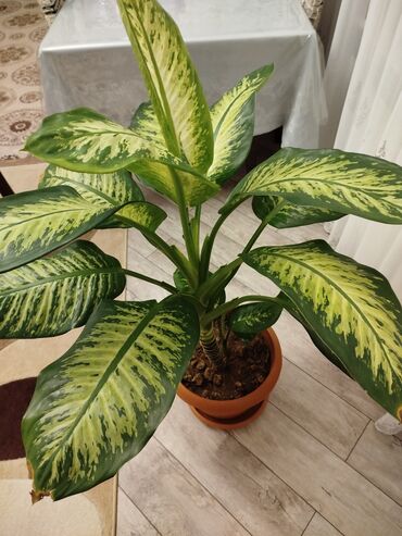 Buket güllər: Dieffenbachia (zolaqlı dieffenbaxiya) – dekorativ ev bitkisi - Növ